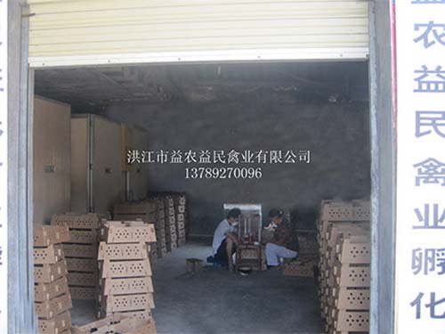 烏骨雞苗孵化場(chǎng)