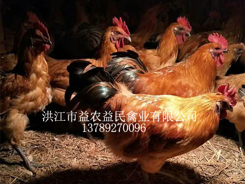 紅冠烏皮黃羽
