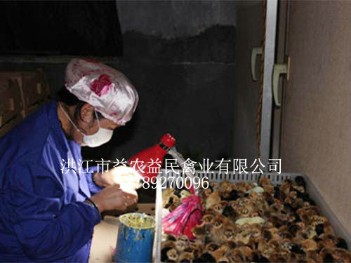 孵化人員正在為剛出殼的雞苗進(jìn)行公母鑒別，為養(yǎng)殖戶提供優(yōu)質(zhì)的雞苗